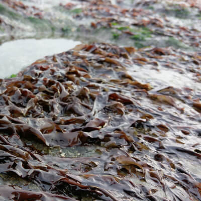 Dried Nori/Laver Seaweed