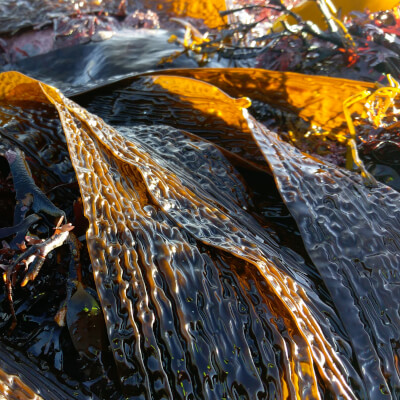 Dried Sweet Kombu Seaweed