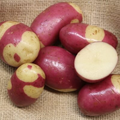 Seed Potato Pink Gypsy - Organic
