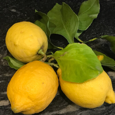 Organic Lemons With Leaves