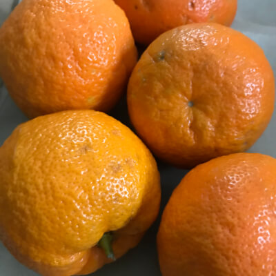 Organic Seville Oranges