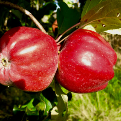 Apples Uk (Spartan & Fiesta)