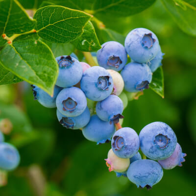 Organic Scottish Blueberries