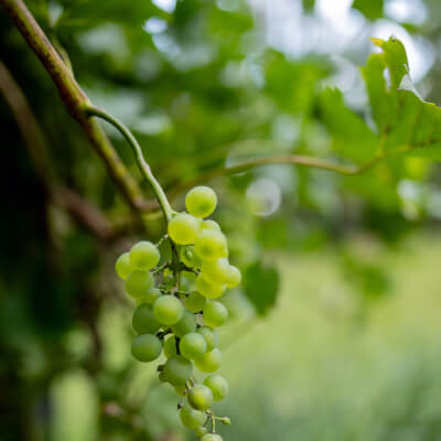 Organic White Seedless Grapes