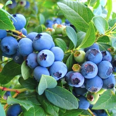 3 Blueberry Plants - Grow Your Own, 9Cm Pots