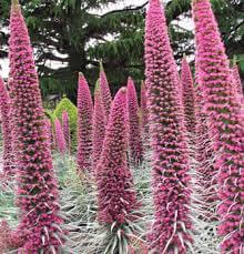 Echium Pink Fountain In 2 Litre- Tower Of Jewels
