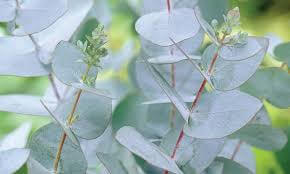Eucalyptus Gunnii 9Cm Pot - Cider Gum Tree