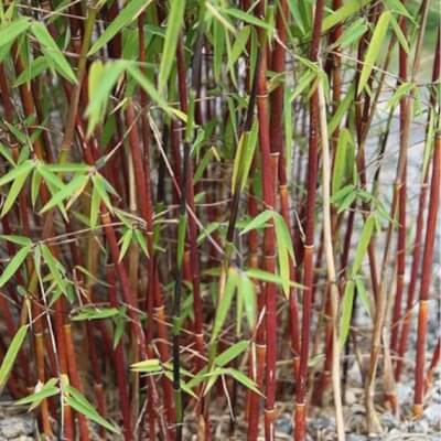 Bamboo  - Fargesia Scabrida Asian Wonder