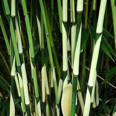 Bamboo - Fargesia Robusta Pingwu, Hedging Bamboo