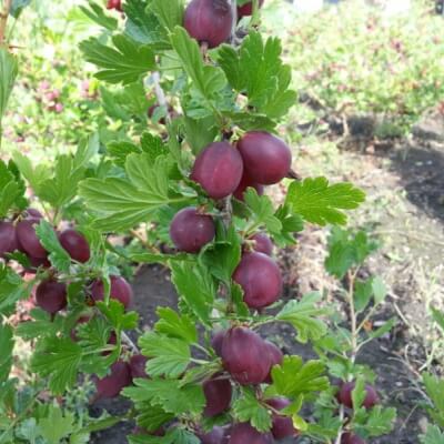 Gooseberry Hinnonmaki Red - Bareroot 1' Plant