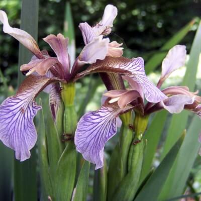 Stinking Iris - Iris Foetidissima In 9Cm Pot, Wildflower
