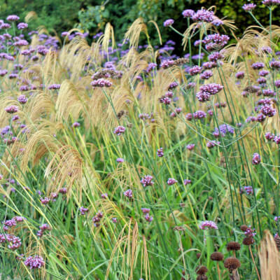 Miscanthus Nepalensis - Himalayan Fairy Grass