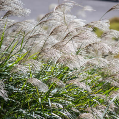 Miscanthus Sinensis - Chinese Silver Grass, Coastal Plants
