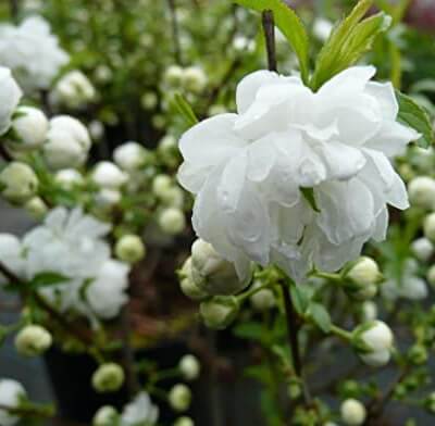 Dwarf Flowering Almond, Self Fertile In 1 Litre - Prunus Glandulosa