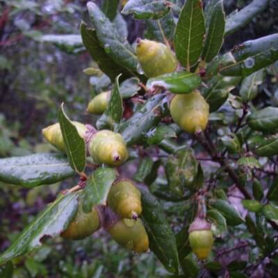 Holm Oak In 3 Litre - Quercus Ilex, Evergreen Oak
