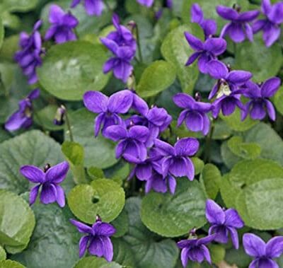 Sweet Violet X 5 Plugs - Viola Odorata, Wildflower