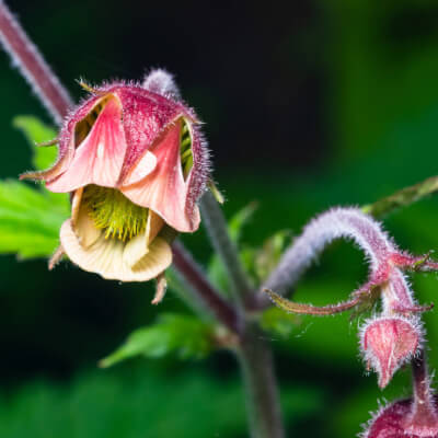 Geum Rivale In 9Cm - Water Avens, Native