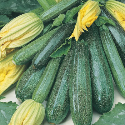 Courgette - Locally And Organically Grown At Upper Ballaird 