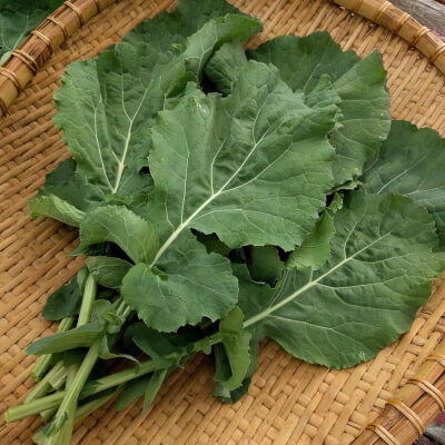 Sutherland Kale - Locally And Organically Grown At Upper Ballaird 
