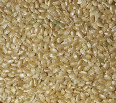 Short Grain Brown Rice 