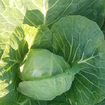 New Seaon Cabbage