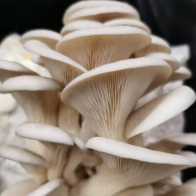 Organically Grown Grey Oyster Mushrooms