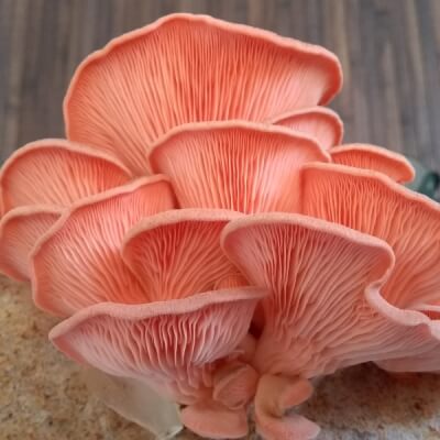 Organic Mixed Oyster Mushrooms Grown In Somerset