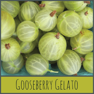 Gooseberry Gelato