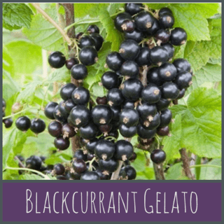 Blackcurrant Gelato
