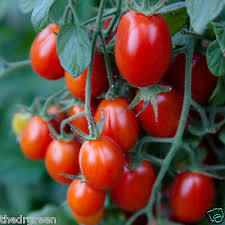 Cherry Vine Tomatoes - Irish