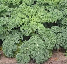 Kale - Irish