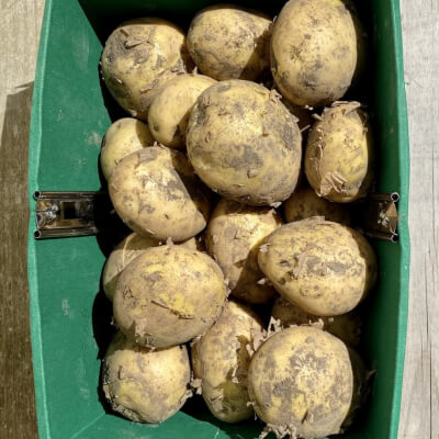 New Potatoes - Irish