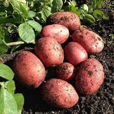 Rooster Potatoes 5Kg