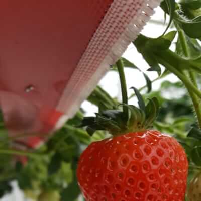 Strawberries - Irish New Season