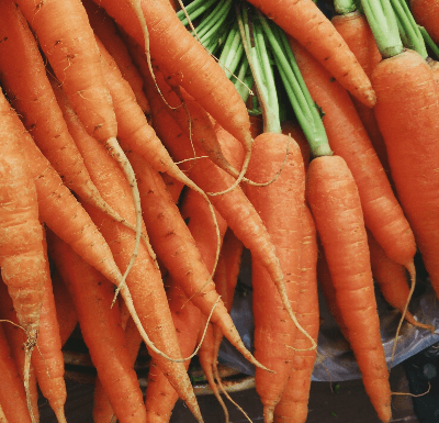 Carrot Certified Organic Seeds