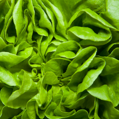 Lettuce  Certified Organic Seeds