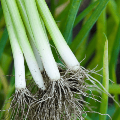 Spring Onion Certified Organic Seeds