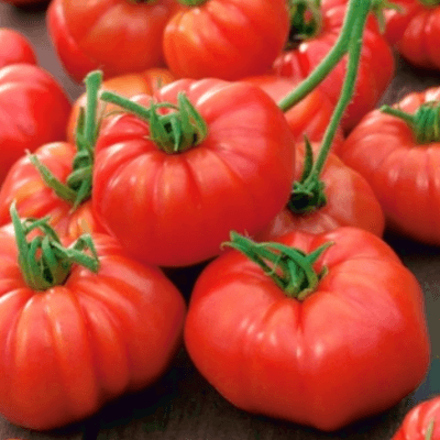 Tomato 'Marmande' Certified Organic Seeds